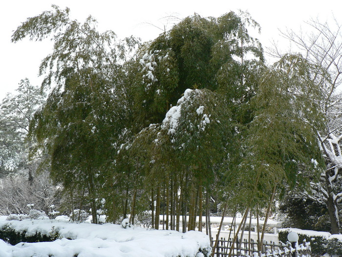 snö
