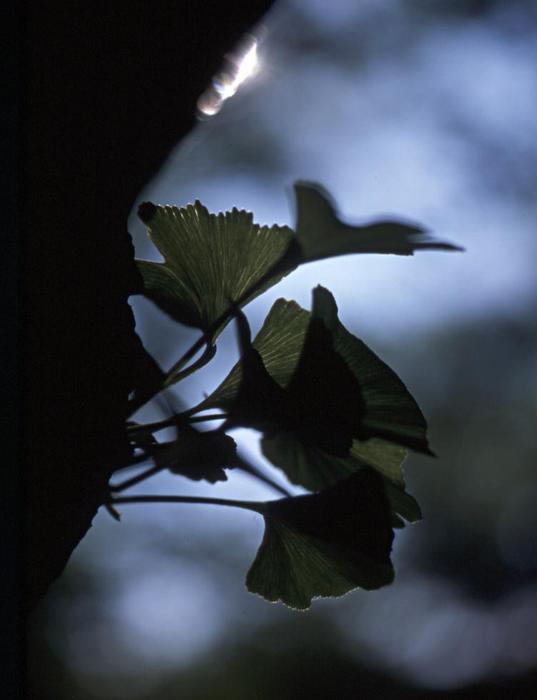 Ginko
