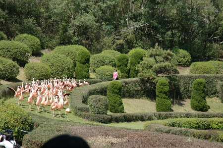 flamingodans