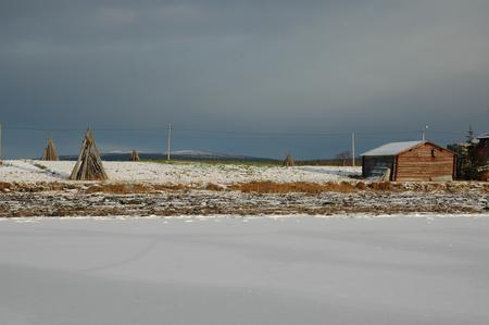 Saari